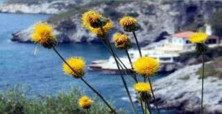 Kuşadası’na özgü 'Tülüşah' bitkisinin koruma alanı genişletildi