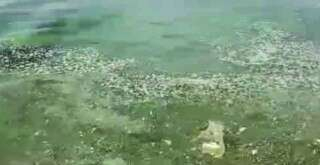 Gemlik'te sahillerinde korkutan görüntü