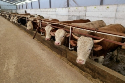 Kurbanlık fiyatları belirlendi? İşte fiyatları