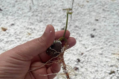Trüf aşılı fidanlarla yeni bir gelir kaynağı