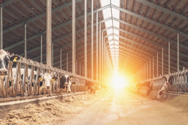 IPARD III Programı 6. başvuru çağrı ilanı kapsamında 50 milyon avro hibe verilecek