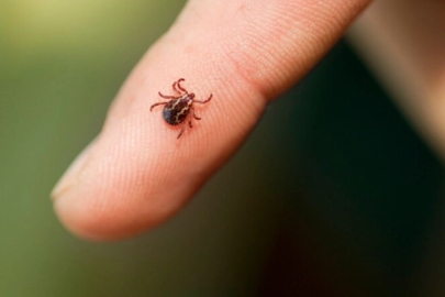 Kırım Kongo Kanamalı Ateşi (KKKA) nedir?