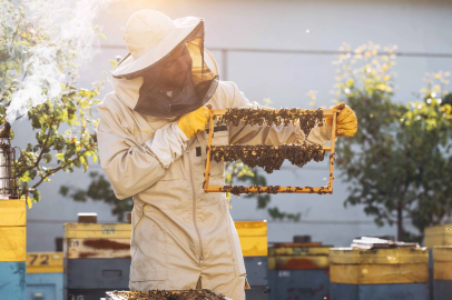 Kraliçe Arıyı Uzun Yaşatan Arı Sütü, İnsanlar için de Sağlık Kalkanı