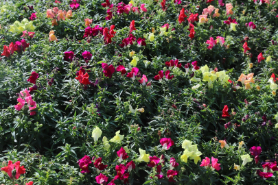 Antalya'da kışlık çiçeklerle rengarenk kent silüeti