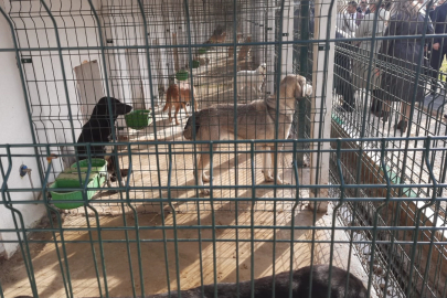 Orhangazi Sokak Hayvanları Barınma ve Rehabilitasyon Merkezi Açıldı