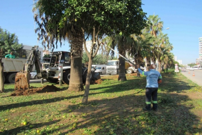 Adana Büyükşehir'den ağaç nakli
