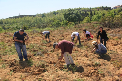 ÇEKÜL’den doğaya 116 bin can! 7 Ağaç Ormanları 2025’te rekor dikime ulaştı