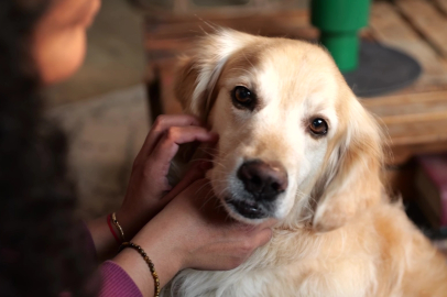 Pet Ebeveynleri Parazit Riskleri Konusunda Yeterli Farkındalığa Sahip Değil