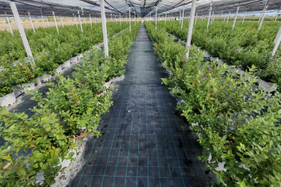 DCT Trading Teknoloji Entegreli Tarım Yatırımlarıyla Büyüyor