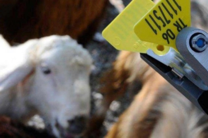 Hayvan sahiplerine aşı ve küpe ücretlerinde önemli ayar... O ücretler desteklemeden düşecek