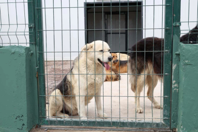 İstanbul Çekmeköy’de sokak hayvanları için dev doğal yaşam alanı açıldı