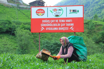 Doğuş Çay, Mayıs Ayı İlk Çay Hasadına Başladı
