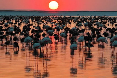 Tuz Gölü'nde Flamingo Sevinci