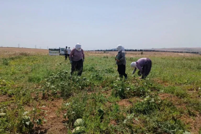 Silivri'de Tarımsal Üretim ve Araştırma Merkezi’nde Karpuz Hasadı Gerçekleştirildi