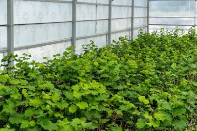 OGM’den Kuraklığa Karşı Türk Fındığı Hamlesi