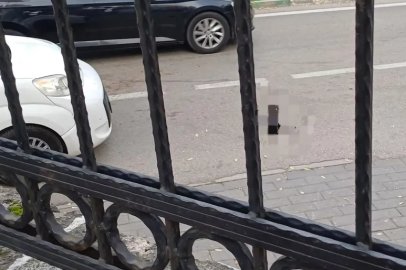Bursa’da vicdanları sızlatan görüntü! Kediye çarptı, yoluna devam etti