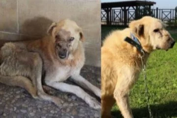 Kocaeli'de kanserli köpeğin inanılmaz değişimi